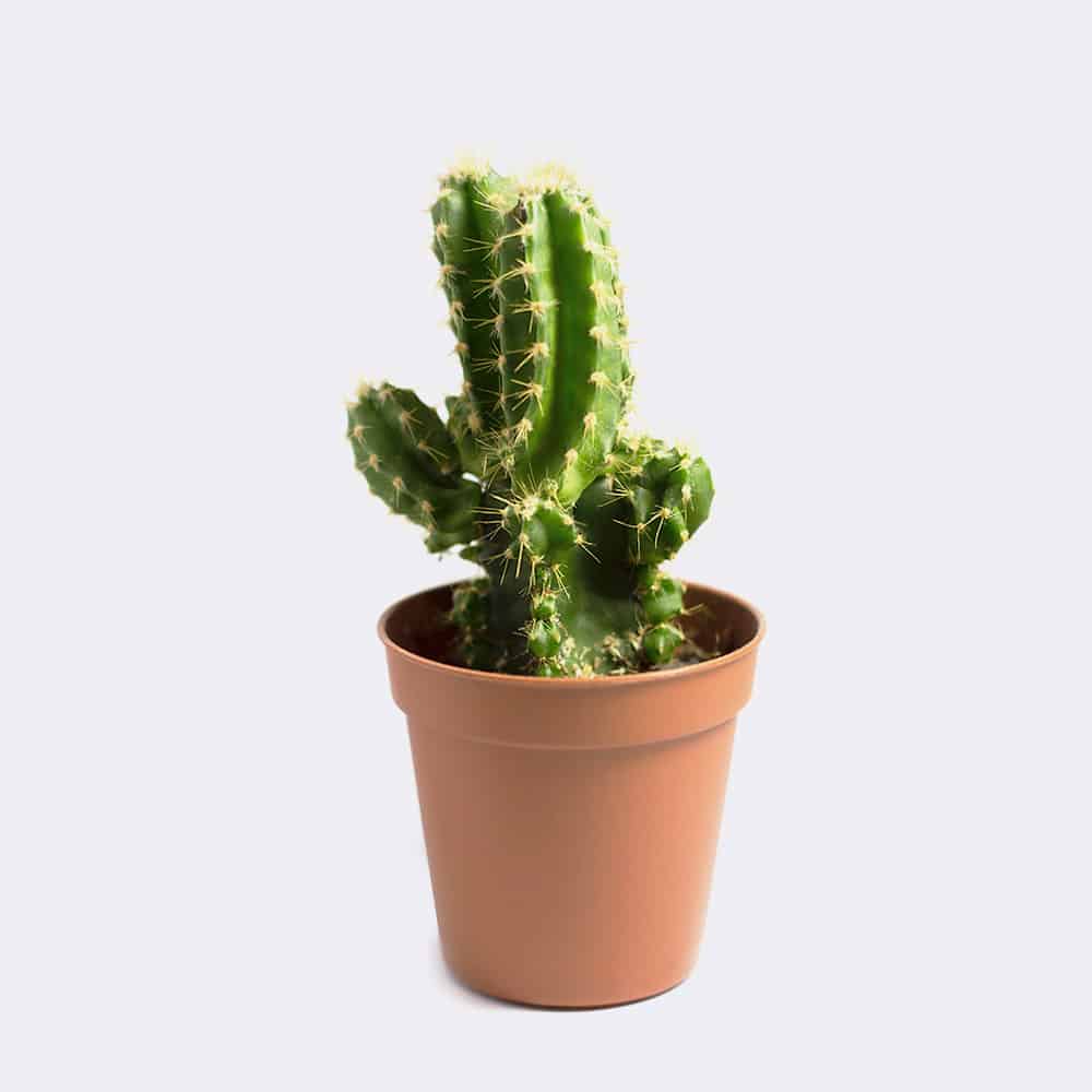 My Image 4